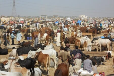 قربانی کیلئے کورونا فری قصائی تلاش کرنا ہوگا