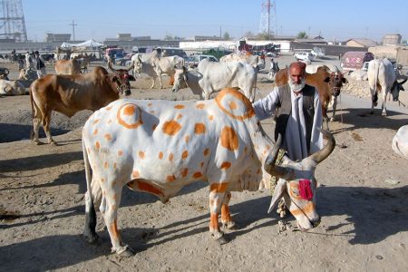 پاکستان میں عیدالاضحیٰ پر 1.8 ارب ڈالرز کے جانور قربان کیے گئے