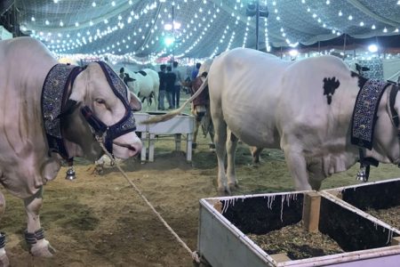 مصری ماہرین فلکیات کی عیدالاضحیٰ 16 جون کو ہونے کی پیش گوئی